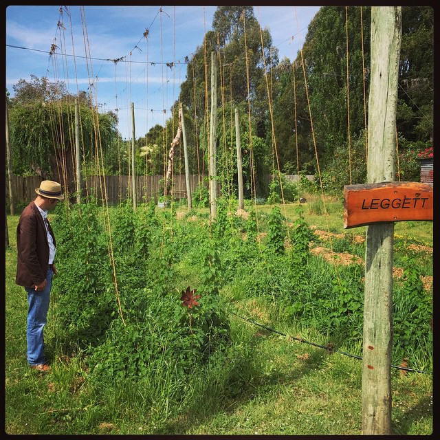 Learning about the finer points of hop growing.