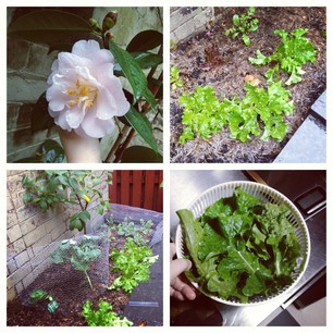 Garden update! Our first pink camellia and a bowlful of lettuce.