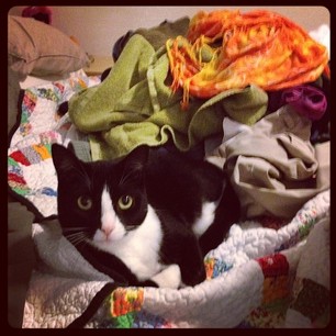 Petey's fave place to lounge is in piles of clean laundry. (Little turd.)