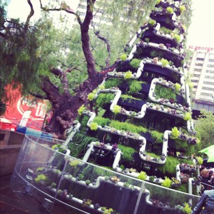 This year's Xmas tree in the Rocks is very cool: succulents planted in tubes!