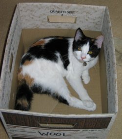 Kitten in a Box