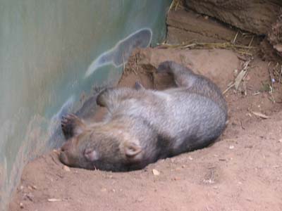Kipping wombat