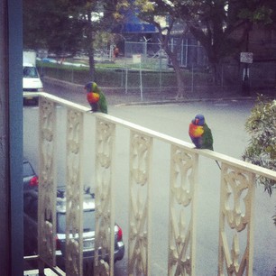 Rainbow lorikeets on our balcony today!