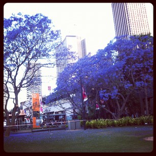 This is my 11th Spring in Sydney, and the jacarandas are still magical. PURPLE TREES!