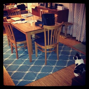 New rug. Unimpressed cat.