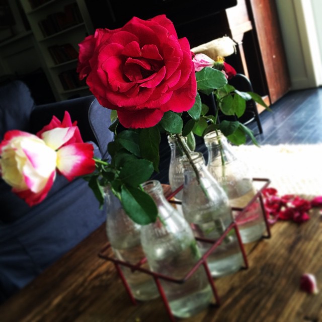 Fresh roses are a beautiful sight to wake up to. @mudgeeregion