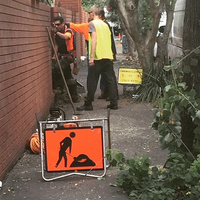 Tree felling in progress. I'm kind of sick of the sound of chainsaws!