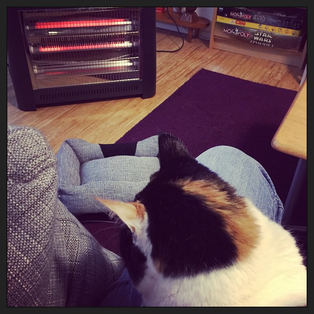 New cat bed in front of the heater, yet she chooses to sit...