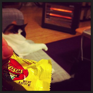 Things that are cheering me up tonight: Reese's PB egg, cats, and digging the heater out of the storage cupboard.