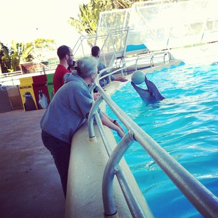 Playing catch with dolphins.