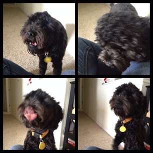 The many faces of Theodore "Teddy" Roosevelt Garberick.