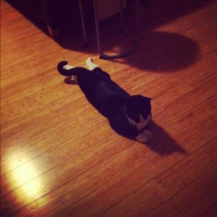 Petey sprawls. We think he likes to cool his harbles on the floor.