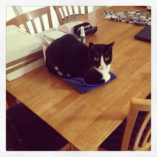 I made the mistake of leaving some clean, folded placemats on the dining room table last night.