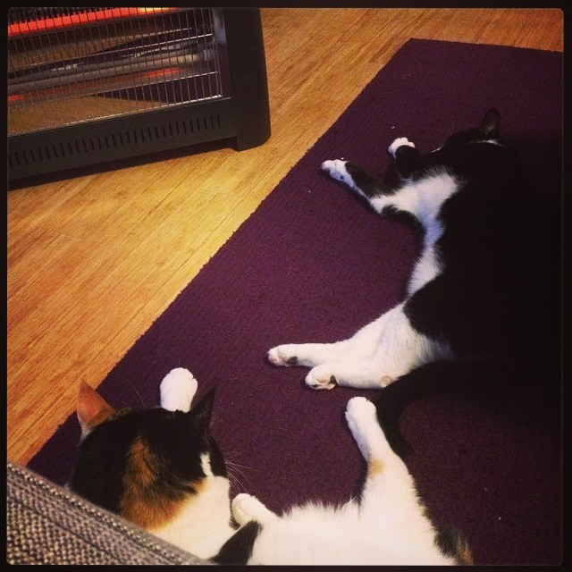 And now her foot is touching his tail! Such is the power of a radiant heater on a cold night.