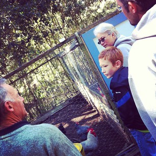 Morning tour of the Snook homestead. (I'm going to wring the rooster's neck.)