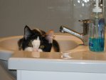 Kitten in the Sink
