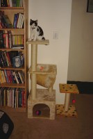 Amy and her new scratching post