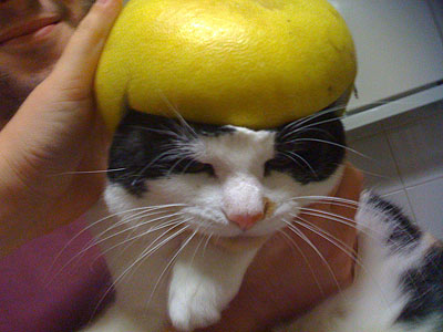 Pomelo Helmet