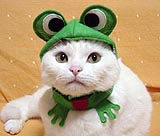 Cat Frog