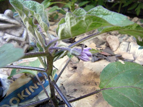 Eggplant flower