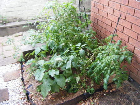 Garden - December 2008