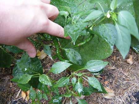 Chillies - December 2008