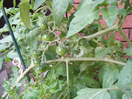 Tomatoes - December 2008