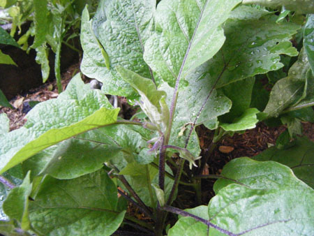 Eggplant - December 2008