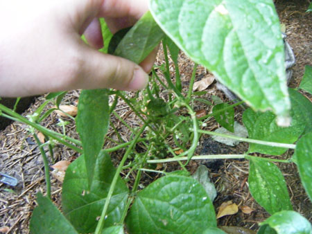 Beans - December 2008