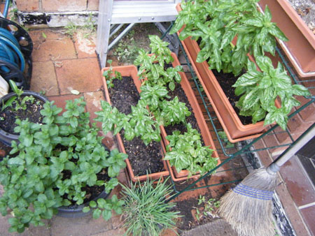 Herbs - December 2008