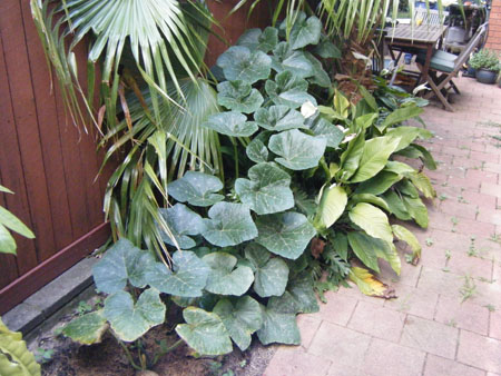 Pumpkins - December 2008