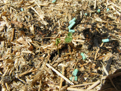 Cauliflower seedlings