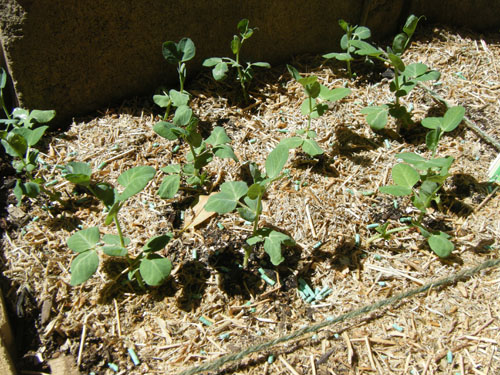 Snow peas