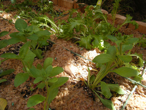 Petunias and lettuce