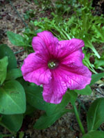 The first petunia!