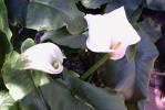 Peace lilies