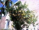 Big lemon tree