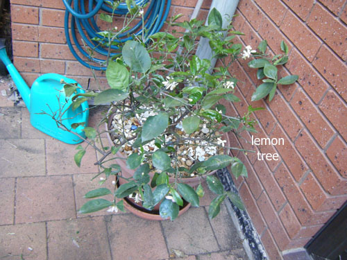 Lemon tree