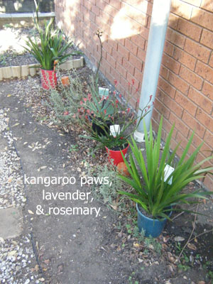 Kangaroo Paws