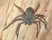 Huntsman spider