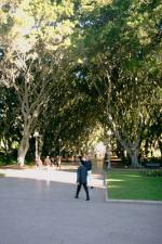 Avenue of fig trees