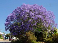 Jacaranda