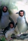 Penguin family