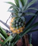 Our poor pineapple