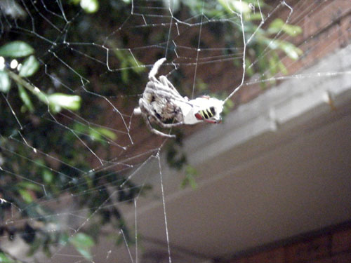 Garden Orb Weaving Spider