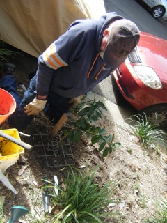 Jeff plants his tree