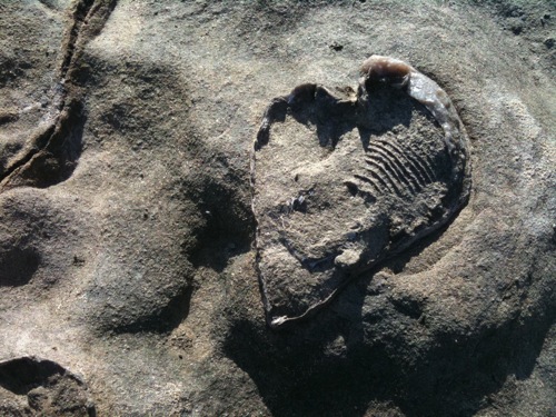 Fossil