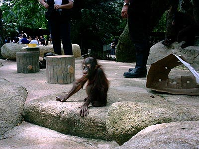 Baby orangutan