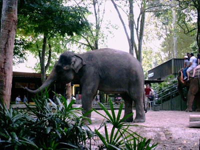 Elephant spraying tourists