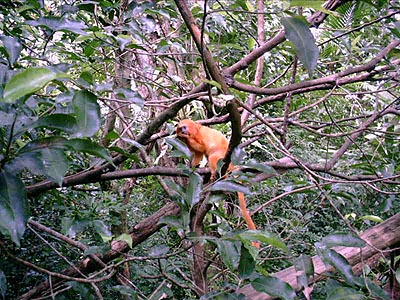 Golden Lion Tamarin